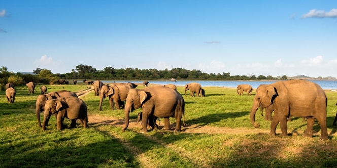 Ini Cara Unik Taman Margasatwa Sri Lanka Ajak Traveler Melihat Fauna Eksotis Saat Pandemi!