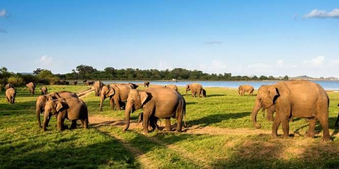 Ini Cara Unik Taman Margasatwa Sri Lanka Ajak Traveler Melihat Fauna Eksotis Saat Pandemi!