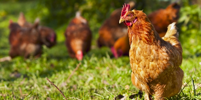 Cara Beternak Ayam Petelur dan Ayam Kampung, Peluang yang Bisnis Menjanjikan