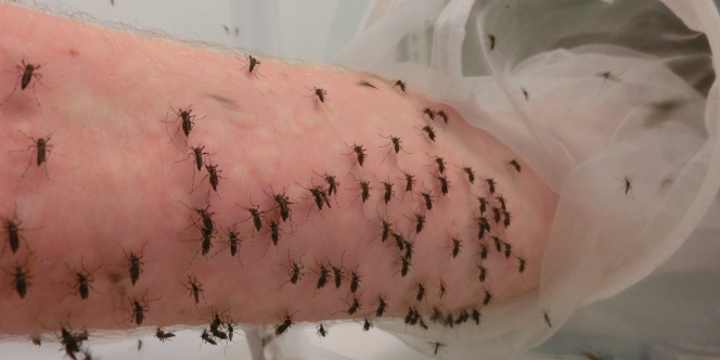 Atas Nama Sains, Seorang Peneliti Biarkan Tangannya Digigiti Ribuan Nyamuk