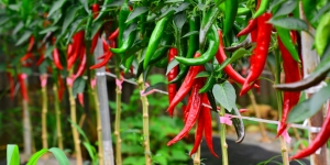 Cara Menanam Cabe Merah dan Keriting di Rumah dengan Mudah