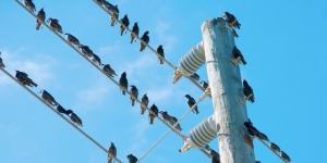Kenapa ya Burung Gak Kesetrum Pas Nongkrong di Kabel Listrik?