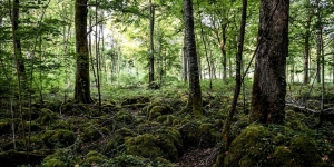 Prancis Buka Taman Nasional Baru, Hadirkan Spesies Flora Kuno dan Langka!