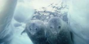 Beningnya Weddell Sea, Laut yang Diklaim Paling Jernih di Dunia