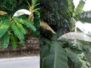 Heboh Daun Pisang Mirip Kain Kafan, Dikat-Kaitkan dengan Gaib Karena Tumbuh di Kuburan