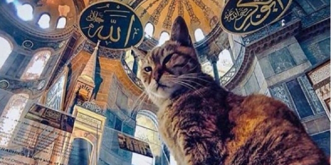 Gli di Kucing Penguasa Hagia Sophia Dikabarkan Meninggal Pada Usia 16 Tahun