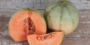 Melon Carentais, Diklaim Menjadi Melon Terbaik di Dunia!
