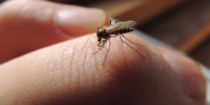5 Hal Ini Bikin Nyamuk Lebih Tetarik Gigit Kamu Ketimbang yang Lain