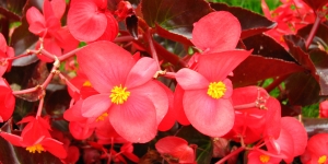 7 Jenis Tanaman Hias Begonia yang Lagi Hits, Yuk Percantik Rumahmu!