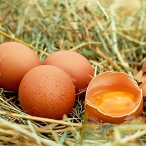Mana yang Lebih Bernutrisi, Telur Bebek vs Telur Ayam?