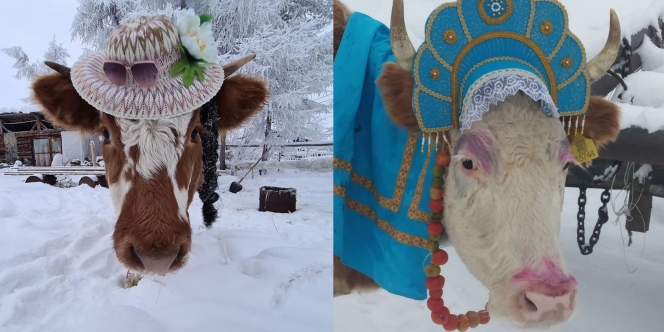 Kontes Kecantikan Sapi di Rusia, Dandan ala  Selebritas hingga Pengantin, Kece Abis!