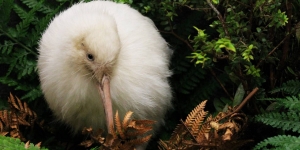 Selandia Baru Berduka, Burung Kiwi Putih Langka Mati Setelah Operasi
