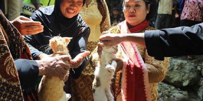 Di Indonesia Ternyata Ada Tradisi Menikahkan Kucing!