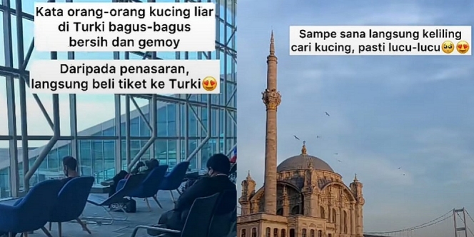 Bukan Buat Liburan, Pria Ini ke Turki Mau Lihat Kucing Liar di Sana yang Katanya Gemoy-Gemoy