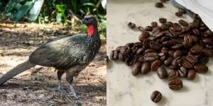 Mencicipi Kopi Jacu, Minuman Lezat yang Terbuat dari Kotoran Burung