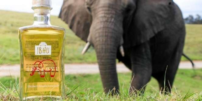 Unik, Ada Minuman Keras Berbahan Kotoran Gajah! Tertarik Mencobanya?