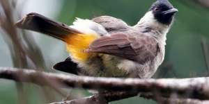 Lirik Lagu Burung Kutilang - Lagu Anak Indonesia