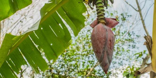 10 Manfaat Jantung Pisang untuk Kesehatan dan Ibu Hamil