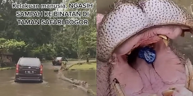 Pengunjung Taman Safari Ini Tega Melempar Sampah Plastik ke Mulut Kudanil, Bikin Netizen Marah!