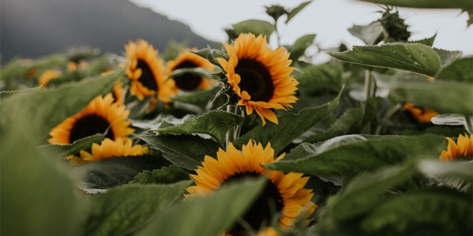 Ciri-Ciri Bunga Matahari secara Khusus dan Fungsinya, Nggak Selalu Menghadap ke Matahari lho