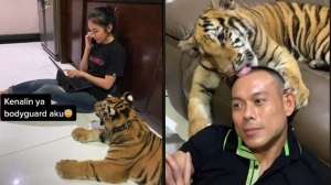 Bikin Heboh Satu Keluarga Pelihara Harimau Bak Kucing, Berikut Deretan Videonya