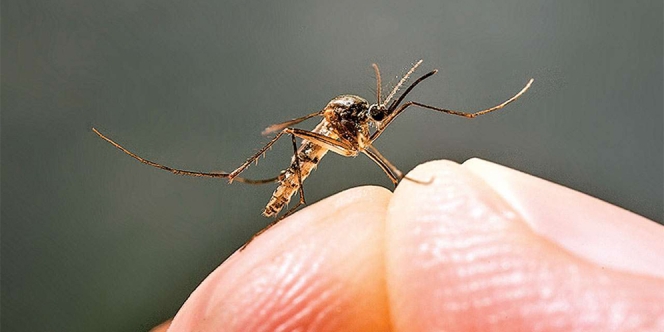 12 Ciri-Ciri Malaria dan Karakteristik Nyamuk Penyebab Penyakit