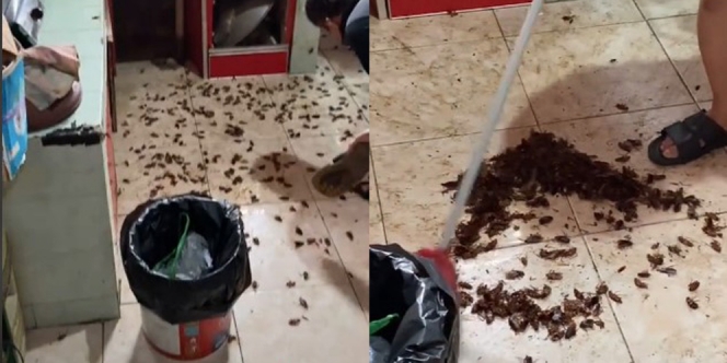 Pria Ini Basmi Ratusan Kecoak di Dapur Rumahnya, Netizen: Gak Kebayang