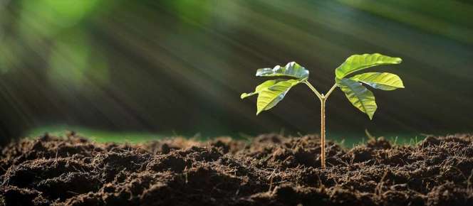 4 Perbedaan Tumbuhan Dikotil dan Mokotil serta Contoh Tanamannya