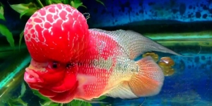 6 Tips Pelihara Ikan Louhan, Si Pembawa Keberuntungan di Rumah!