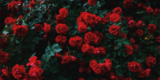 135 Kata-Kata Bijak Mutiara Tentang Bunga Mawar, Romantis dan Puitis