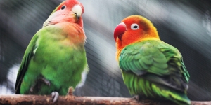 7 Jenis Lovebird Termahal yang Miliki Warna Cantik, Harganya Sampai 50 Juta!