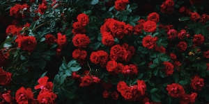 10 Jenis Bunga Mawar Terindah di Dunia, Miliki Warna Cantik yang Menawan