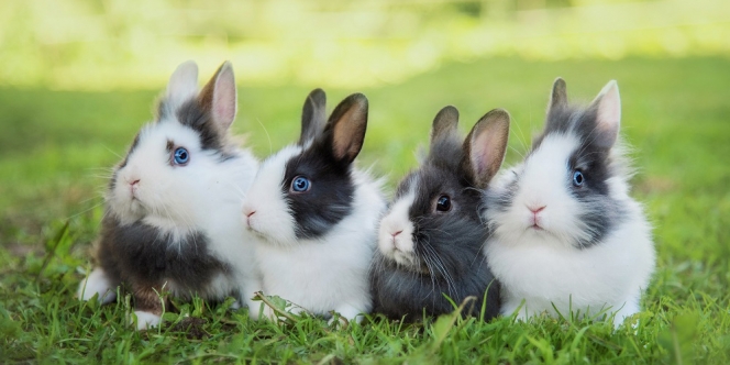 10 Jenis Kelinci Hias Paling Populer yang Bisa Dipelihara, Bisa Jadi Teman di Rumah nih!