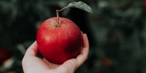Ini 10 Macam Apel yang Biasa Dikonsumsi, Mana Favoritmu?