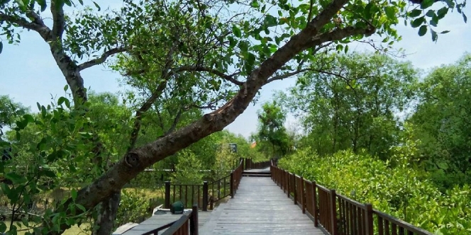 Wisata Hutan Mangrove Surabaya dengan Spot Instagramable, dan Info yang Wajib Kamu Simak!