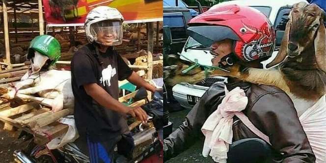 Ini Potret Kocak Driver Ojol Antar Pesanan Kambing Kurban, Ada yang Digendong Kayak Bayi!