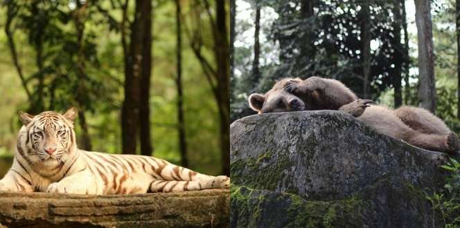 1800 Satwa di Taman Safari Prigen Butuh Uluran Tanganmu