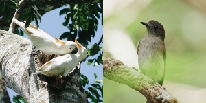 5 Tempat untuk Mengamati Spesies Burung Endemik Indonesia