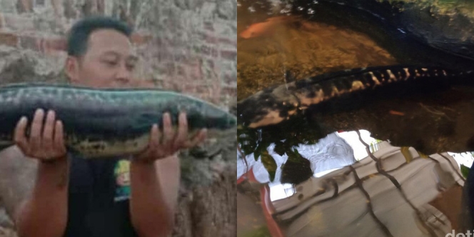 Viral Warga Klaten Temukan Ikan Toman, Sempat Ditawar sampai Rp 17 Juta