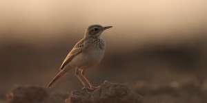 Burung Pipit Berjatuhan di Bali sampai Ribuan, Kenapa Ya?