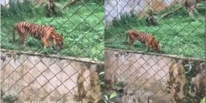 Viral Video Harimau Sumatera Makan Rumput, Badan Kurus Kering Bikin Sedih