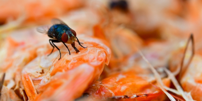 Boleh Nggak Sih Tetap Konsumsi Makanan yang Sudah Dihinggapi Lalat?