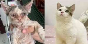 Ini 7 Potret Kucing Liar Sebelum vs Sesudah Diadopsi, Makin Glowing