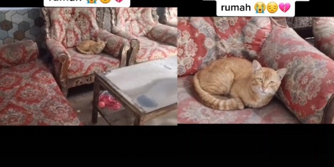 Viral Penemuan Kucing di Rumah Penuh Abu Pasca Erupsi Semeru, Rela Tunggu Pemilik Pulang Menjemput