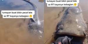 Viral Penampakan Ikan Lele Dumbo Raksasa, Bisa Buat Makan Se-RT nih!