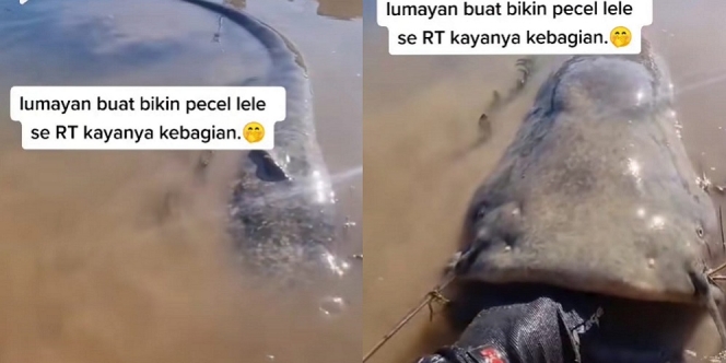 Viral Penampakan Ikan Lele Dumbo Raksasa, Bisa Buat Makan Se-RT nih!