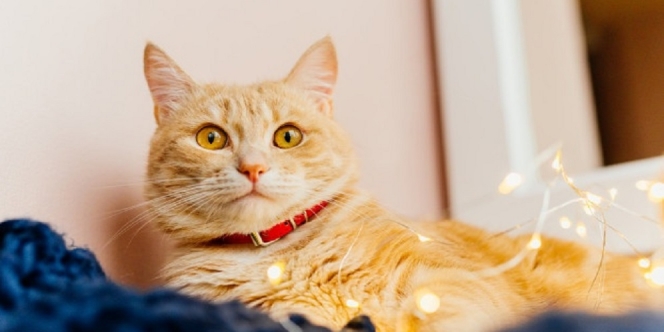 165 Nama Kucing Betina Lucu Ngegemesin yang Bisa Kamu Jadikan Sebagai Inspirasi