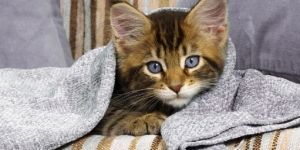 100 Nama Kucing Perempuan yang Lucu, Menggemaskan, dan Paling Menarik untuk Kucing di Rumah