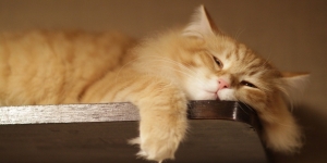 Nama Kucing Laki-Laki yang Lucu, Menggemaskan, dan Mudah Diingat untuk Si Manis
