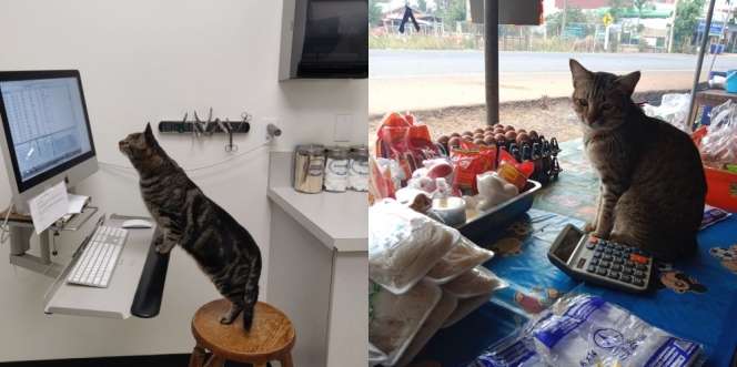 11 Potret Kelakuan Kucing yang Ikutan Bekerja Layaknya Manusia, Bikin Gemes Banget!